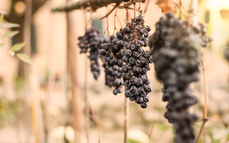 Tự làm nho khô vừa ngon lại dễ cho dịp Tết nhâm nhi không biết chán-3