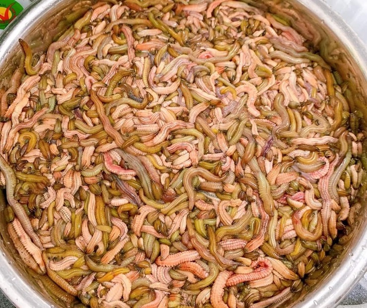 Đặc sản rồng đất” bất ngờ được rao bán với giá rẻ chưa từng có-1