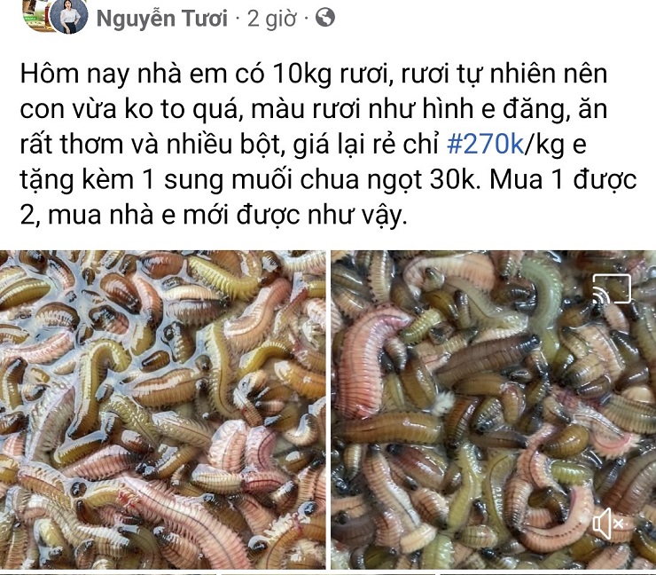 Đặc sản rồng đất” bất ngờ được rao bán với giá rẻ chưa từng có-4