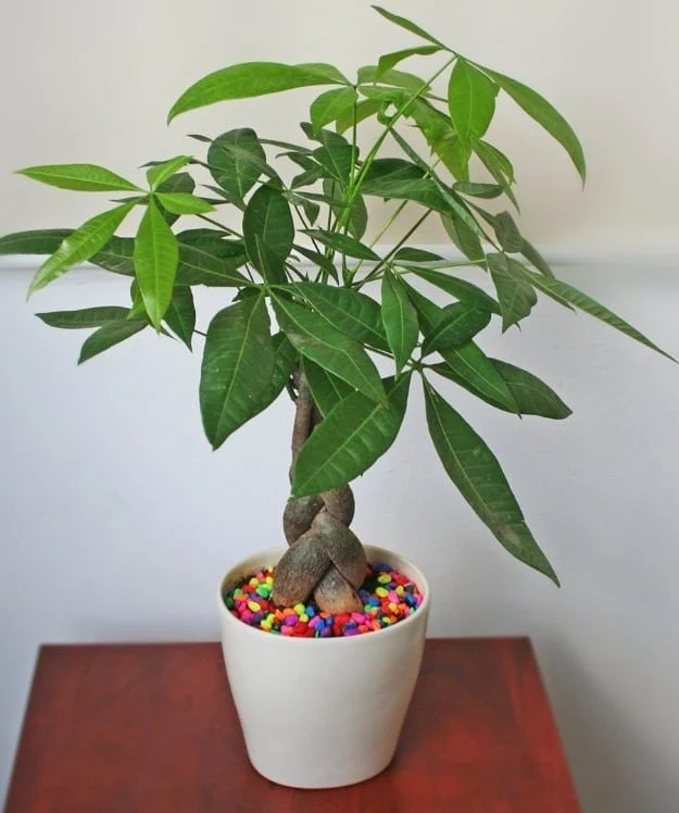 Trồng cây kim ngân đừng chỉ tưới nước lã, cho cây ăn 3 thứ này để lá tươi tốt, đem lộc về nhà-1