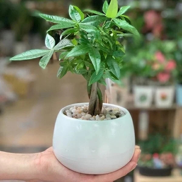 Trồng cây kim ngân đừng chỉ tưới nước lã, cho cây ăn 3 thứ này để lá tươi tốt, đem lộc về nhà-3