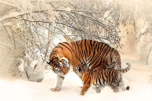 2 tháng cuối 2022: 4 tuổi vơ hết lộc Trời tiền về như thác lũ, 1 tuổi làm như trâu vẫn nợ đầm đìa-1