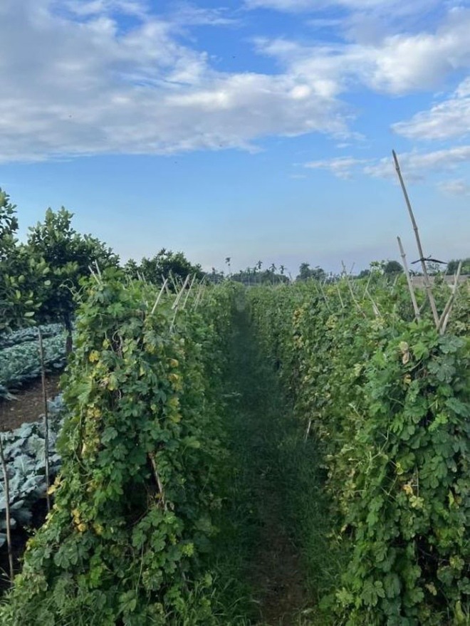 Vợ chồng Tự Long dẫn con về quê thăm vườn, hé lộ khu bất động sản rộng mênh mông-2