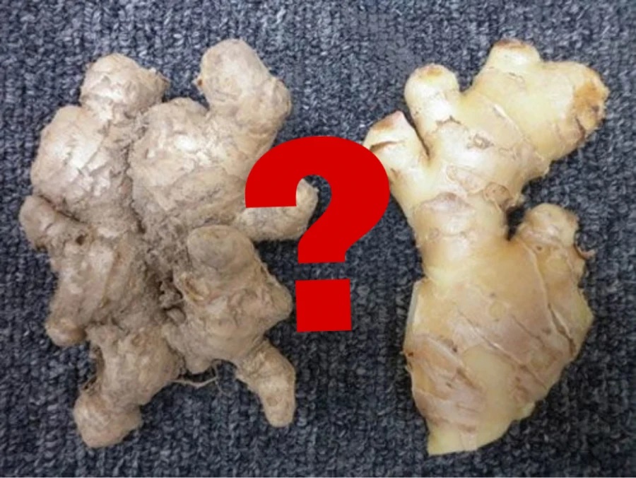 Mua gừng chọn củ vỏ nhẵn hay sần, chọn sai chỉ phí tiền, đến mùi thơm cũng không có-1