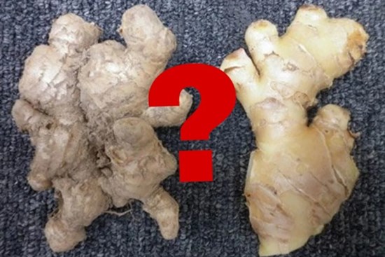 Mua gừng chọn củ vỏ nhẵn hay sần, chọn sai chỉ phí tiền, đến mùi thơm cũng không có
