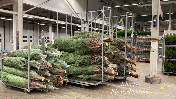 Cây thông tươi đi máy bay về Việt Nam, nhà giàu chi hàng trăm triệu đồng mua về ngắm-3