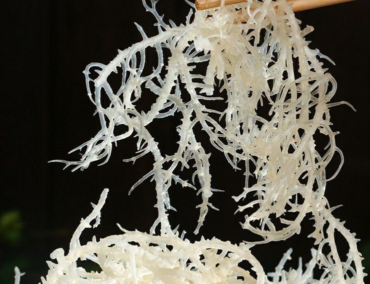 Được coi là yến sào đại dương”, loại rong này có giá lên tới nửa triệu đồng/kg-4