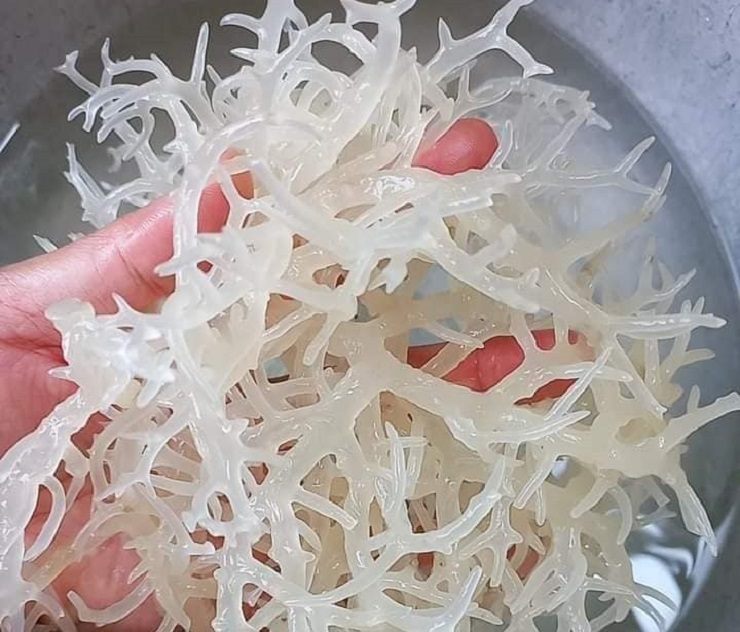 Được coi là yến sào đại dương”, loại rong này có giá lên tới nửa triệu đồng/kg-14