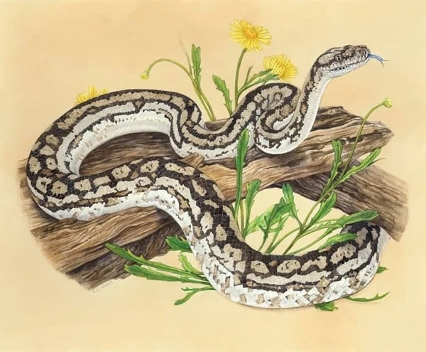 Qua đêm nay, 3 con giáp hứng cơn mưa lộc trời, tiền về như nước-1