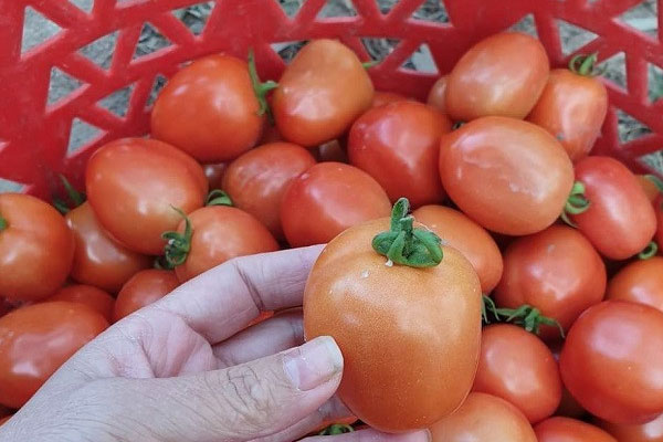 Cà chua giá rẻ bất ngờ, vé máy bay Tết cao ngất ngưởng-1