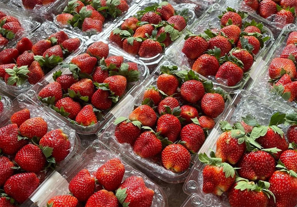 Cà chua giá rẻ bất ngờ, vé máy bay Tết cao ngất ngưởng-2