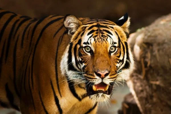 Mèo mù vớ cá rán: 3 tuổi đỏ cả Tình Tiền tháng 11 Âm trúng số, tháng 12 giàu khủng Tết to nhất vùng-1