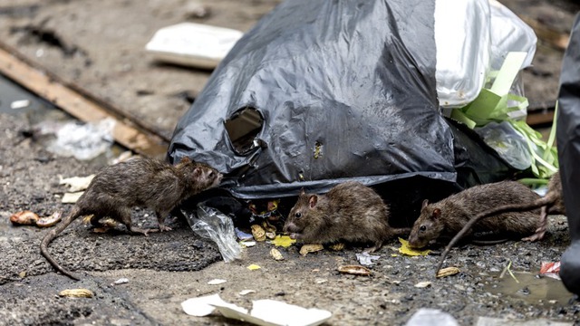 Thành phố New York đăng tin tuyển ‘dũng sĩ diệt chuột’, bằng đại học là yêu cầu tối thiểu, thu nhập lên tới 170.000 USD-2