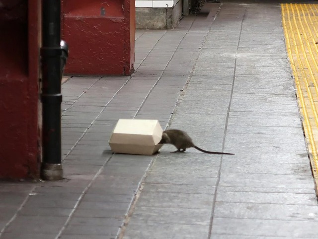 Thành phố New York đăng tin tuyển ‘dũng sĩ diệt chuột’, bằng đại học là yêu cầu tối thiểu, thu nhập lên tới 170.000 USD-1