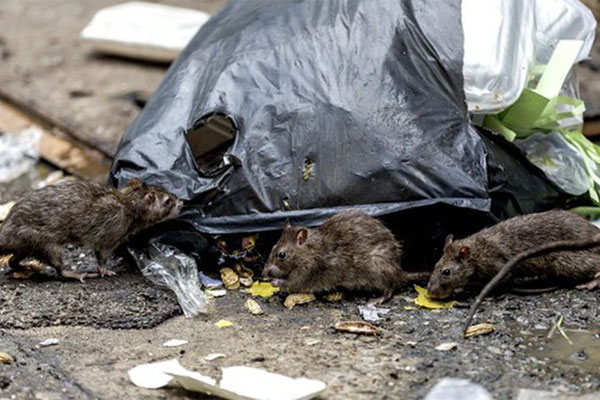 Thu nhập gần 10 tỷ đồng/năm nhờ ngủ cho người khác xem-3