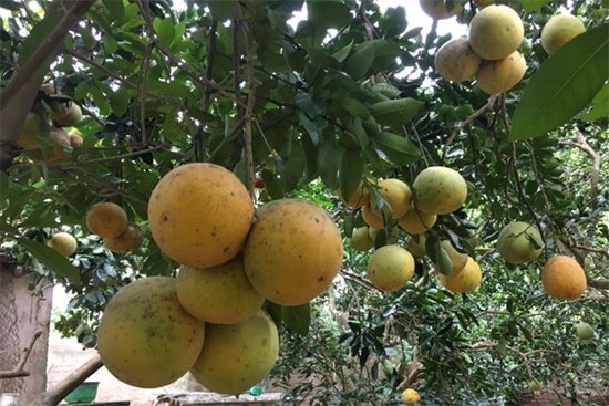 Bưởi Diễn bất ngờ được mùa, nông dân khấp khởi có Tết ấm