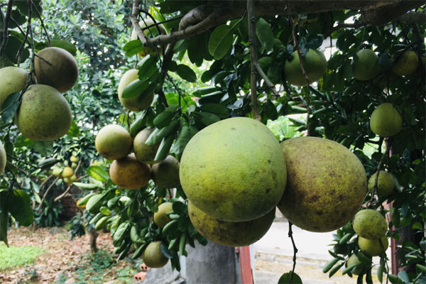 Bưởi Diễn bất ngờ được mùa, nông dân khấp khởi có Tết ấm-2