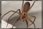 Bệnh lạ: Hai người bị phá hủy hệ miễn dịch sau khi bị nhện nâu cắn