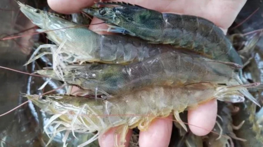 Ra chợ mua tôm thấy 4 loại này rẻ mấy cũng tránh xa, ai cũng nên biết-2