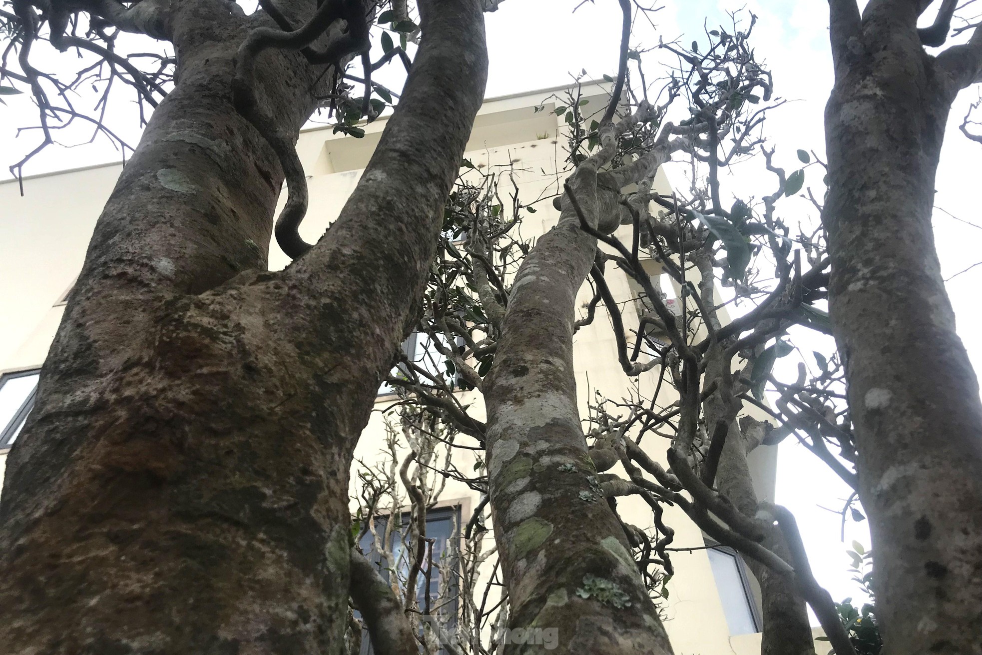 Mục sở thị cây chè cổ thụ hàng chục triệu đồng chơi Tết sớm-2