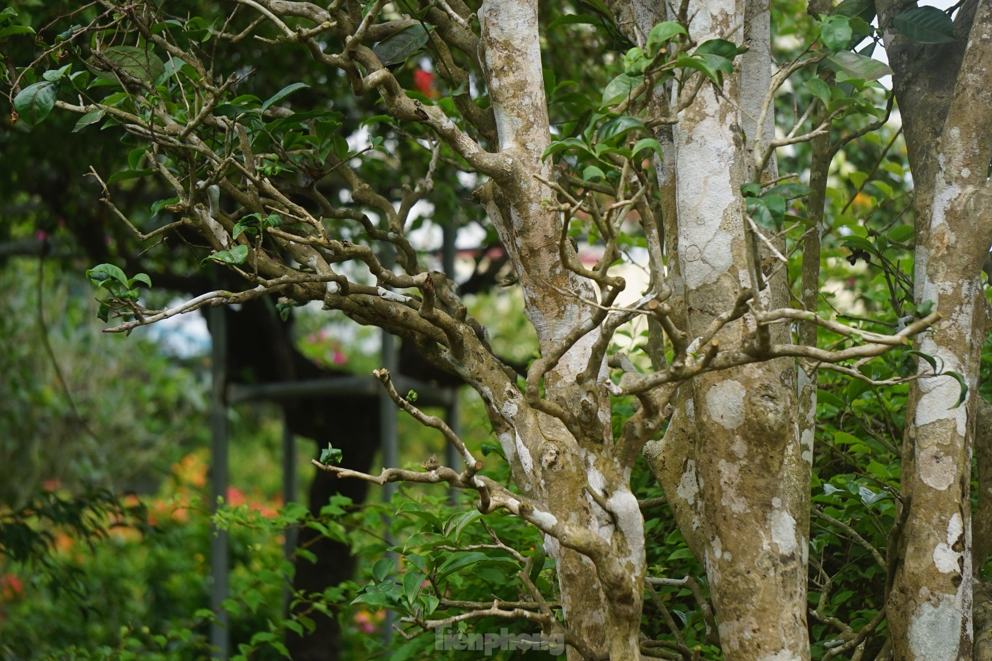 Mục sở thị cây chè cổ thụ hàng chục triệu đồng chơi Tết sớm-3