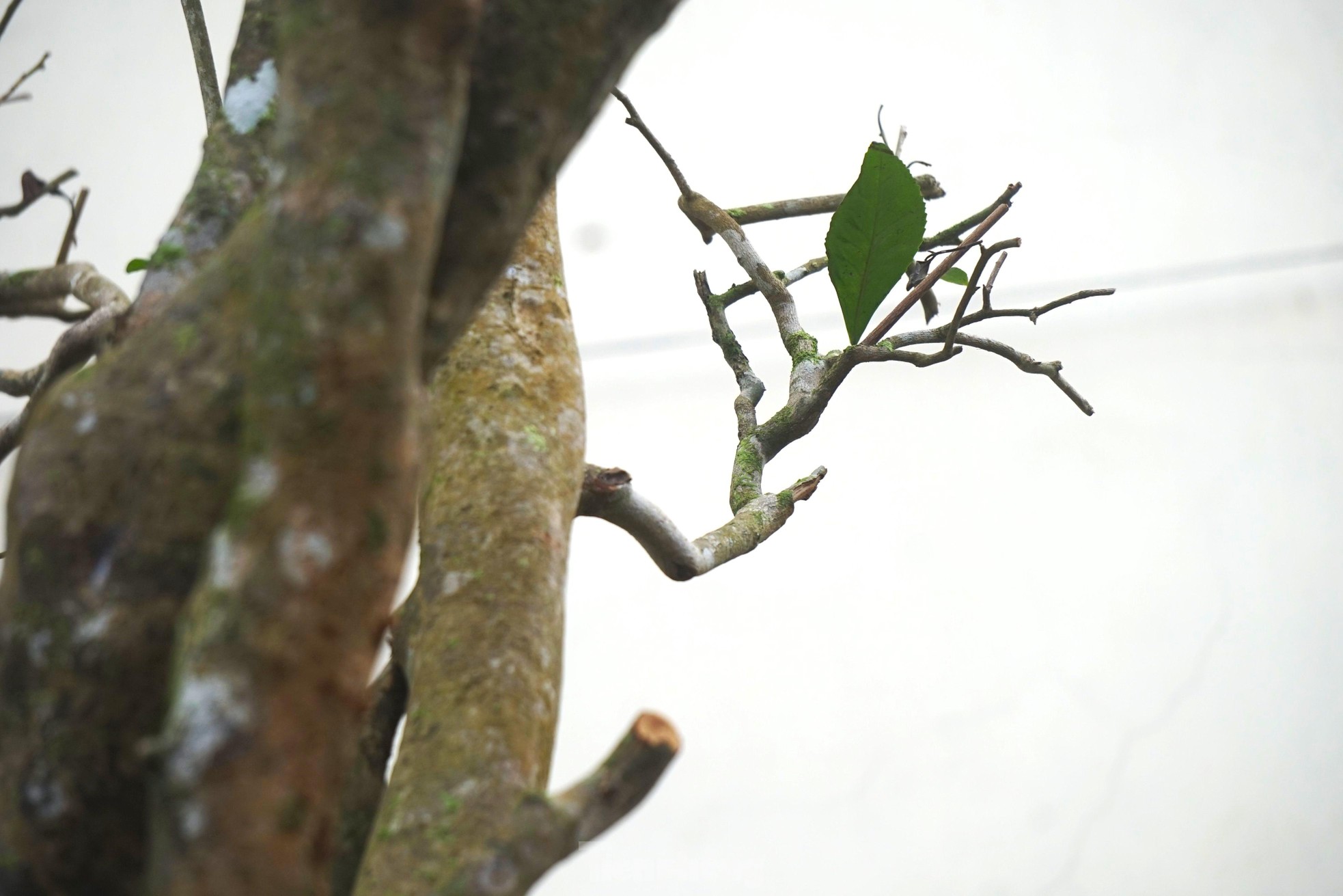 Mục sở thị cây chè cổ thụ hàng chục triệu đồng chơi Tết sớm-4