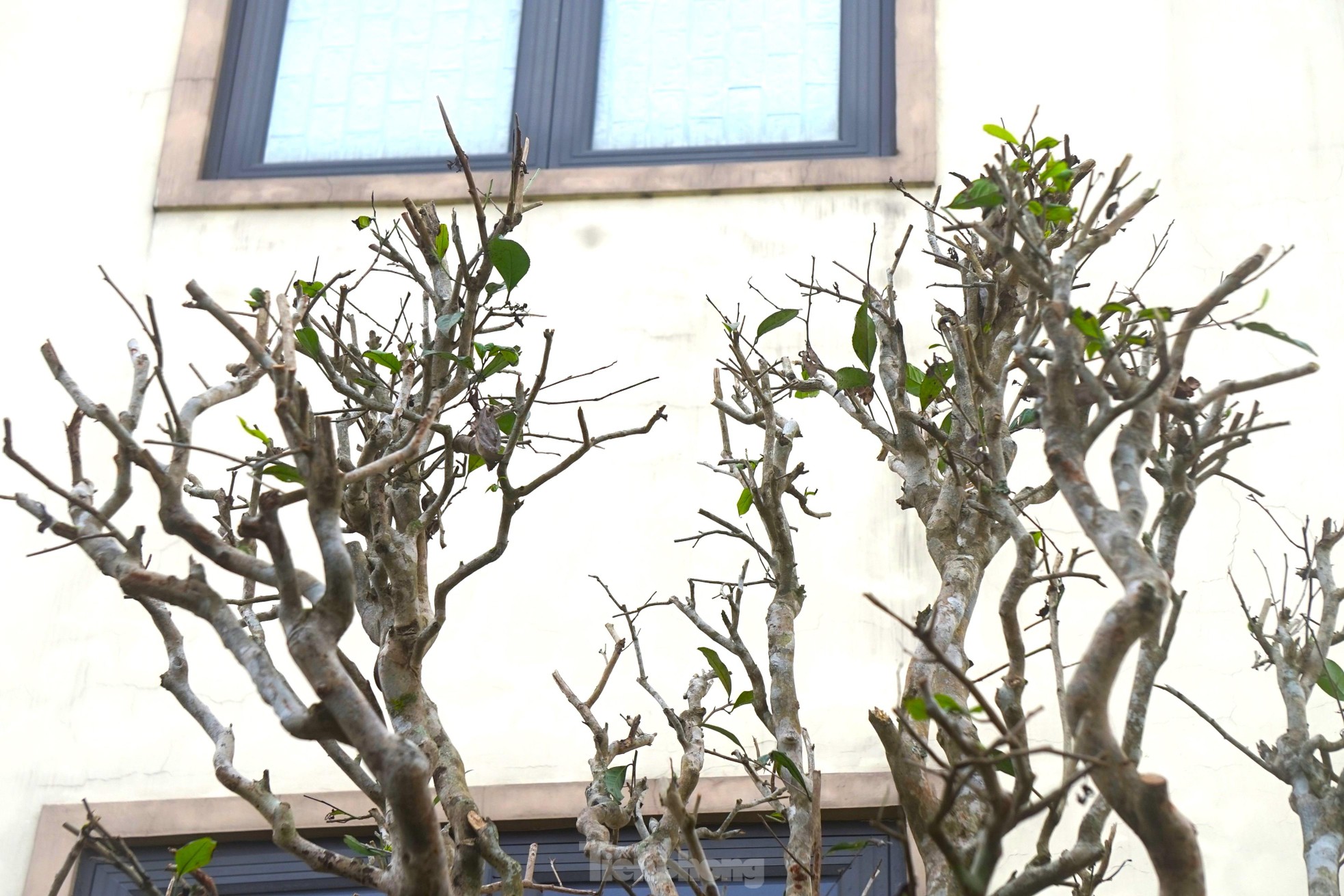 Mục sở thị cây chè cổ thụ hàng chục triệu đồng chơi Tết sớm-5