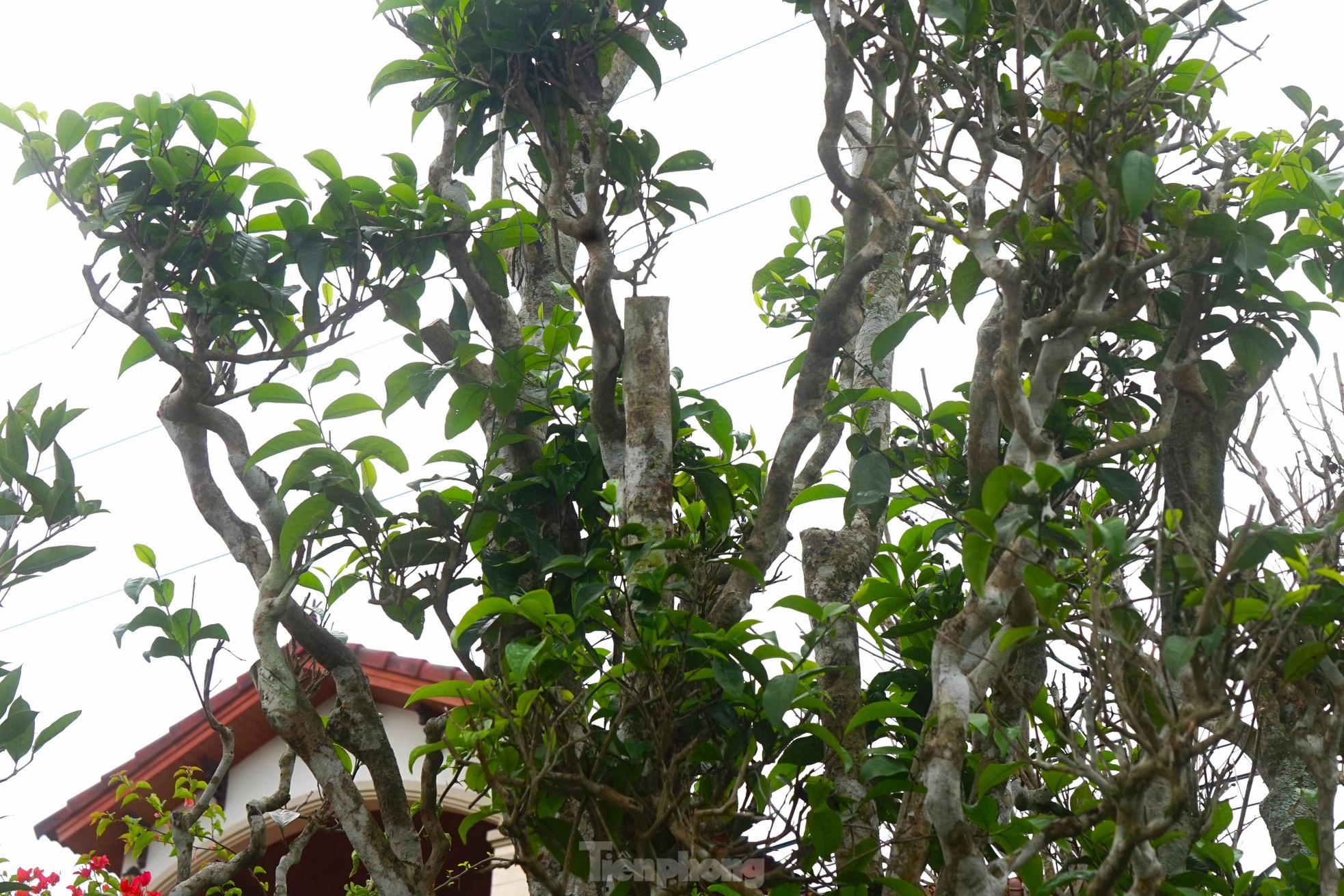 Mục sở thị cây chè cổ thụ hàng chục triệu đồng chơi Tết sớm-8