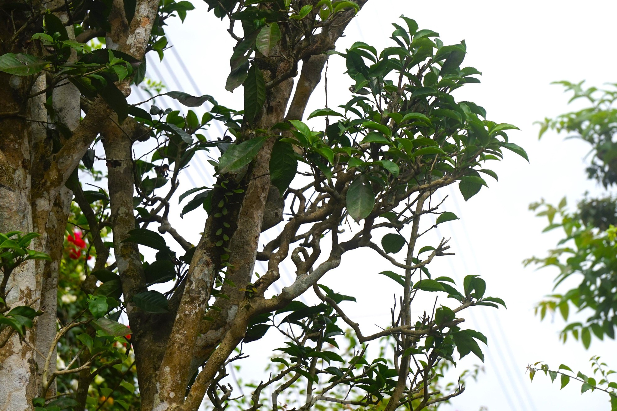 Mục sở thị cây chè cổ thụ hàng chục triệu đồng chơi Tết sớm-9