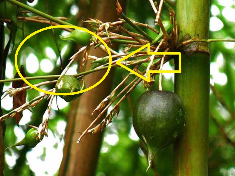 4 cây này ra hoa là đại hung địa họa”, gia chủ không đại hạn tiền bạc cũng lục đục không yên-2