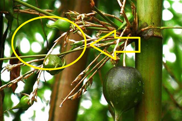 Sắm Tết thông minh cần tuyệt đối tránh xa 7 loại cây cảnh này kẻo tán lộc, tiền mất tật mang-5