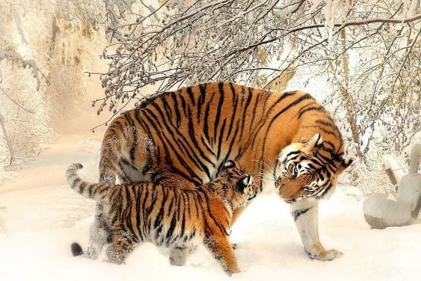 Lòng bàn tay có chữ M tài năng thiên bẩm, phú quý suốt đời: Ai sở hữu cực kỳ may mắn-4