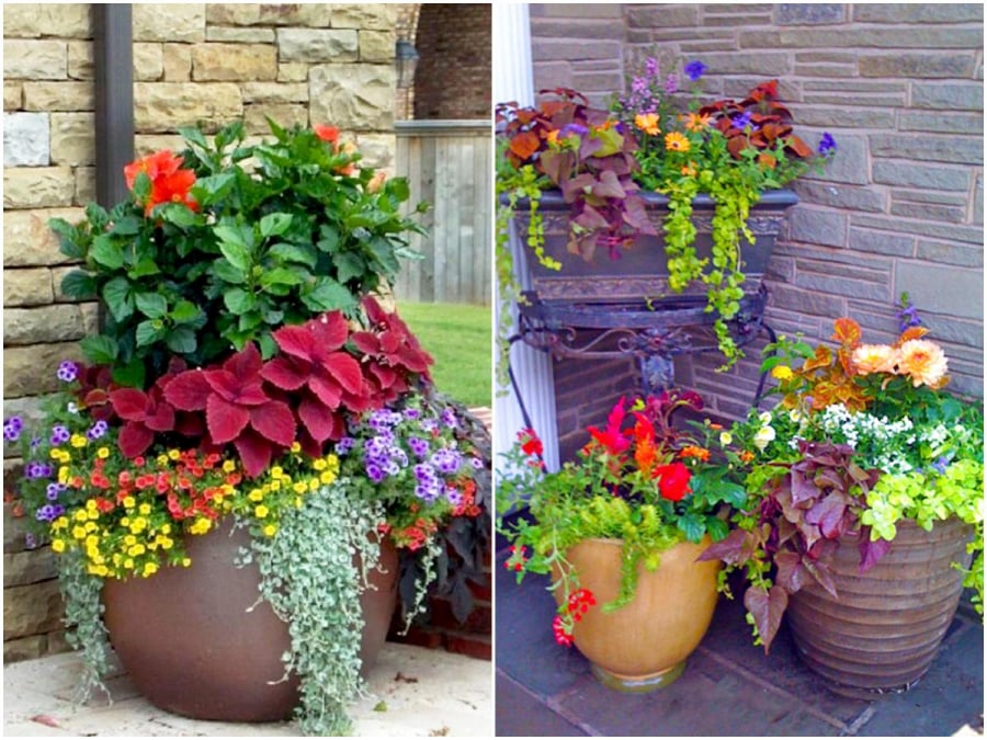 Sắm Tết thông minh cần tuyệt đối tránh xa 7 loại cây cảnh này kẻo tán lộc, tiền mất tật mang-2