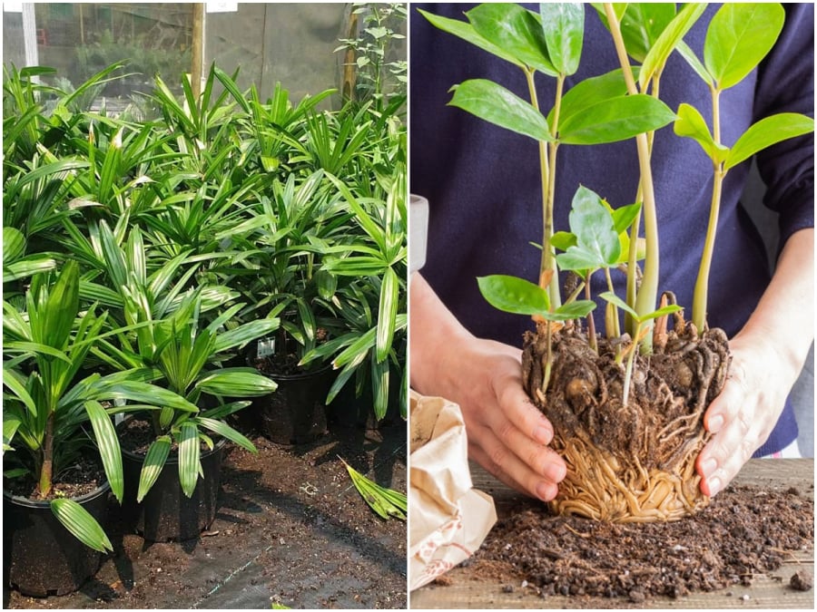 Sắm Tết thông minh cần tuyệt đối tránh xa 7 loại cây cảnh này kẻo tán lộc, tiền mất tật mang-3