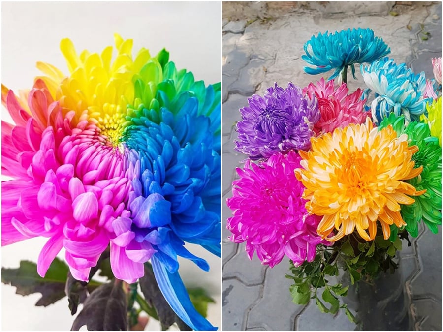 Sắm Tết thông minh cần tuyệt đối tránh xa 7 loại cây cảnh này kẻo tán lộc, tiền mất tật mang-4