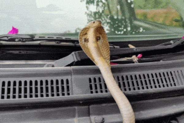 Clip: Hoảng hồn thấy rắn hổ mang chúa cực độc dạo chơi trong phòng khách-1