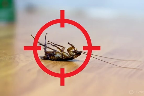 Rắc thứ bột này quanh nhà, gián to gián nhỏ rủ nhau chạy mất hút, không dám bén mảng quay lại