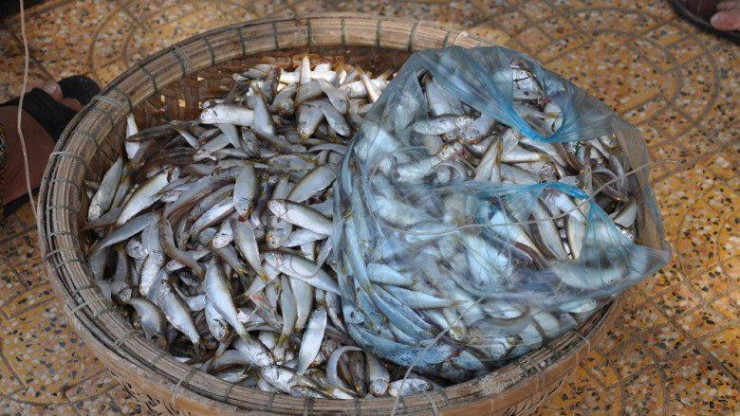 Loại cá xưa ít người ăn, nay thành đặc sản Quảng Bình-2