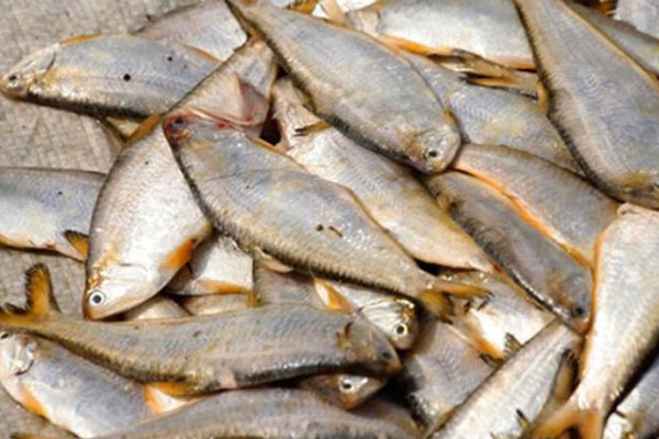 Loài hải sản ở Việt Nam khan hiếm, ít người biết tới, là đặc sản đắt khách ở thành phố-11