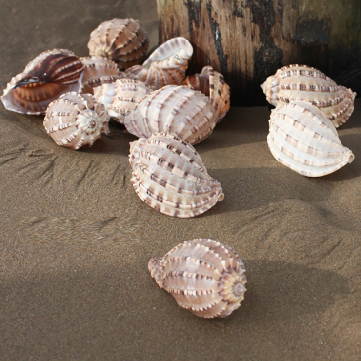 Loài hải sản ở Việt Nam khan hiếm, ít người biết tới, là đặc sản đắt khách ở thành phố-1