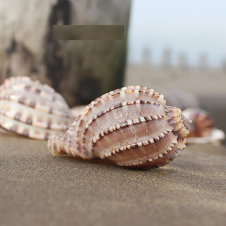 Loài hải sản ở Việt Nam khan hiếm, ít người biết tới, là đặc sản đắt khách ở thành phố-2