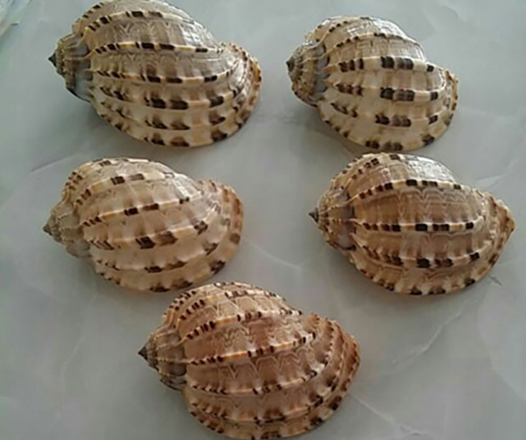 Loài hải sản ở Việt Nam khan hiếm, ít người biết tới, là đặc sản đắt khách ở thành phố-3