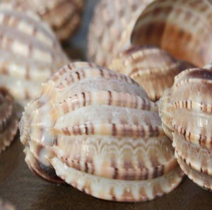 Loài hải sản ở Việt Nam khan hiếm, ít người biết tới, là đặc sản đắt khách ở thành phố-4