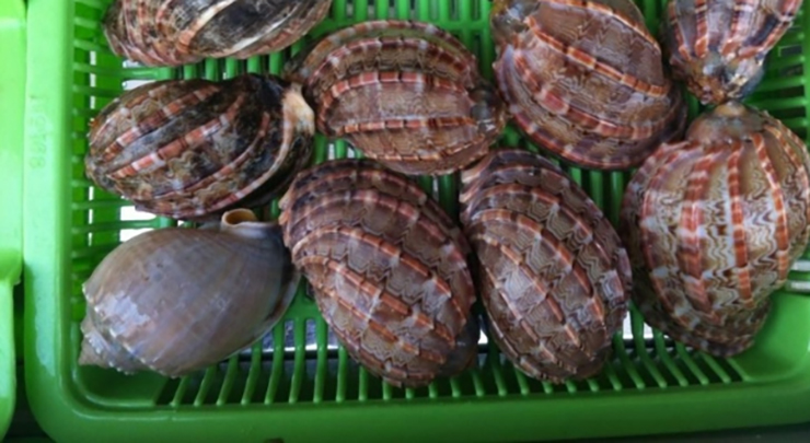Loài hải sản ở Việt Nam khan hiếm, ít người biết tới, là đặc sản đắt khách ở thành phố-5