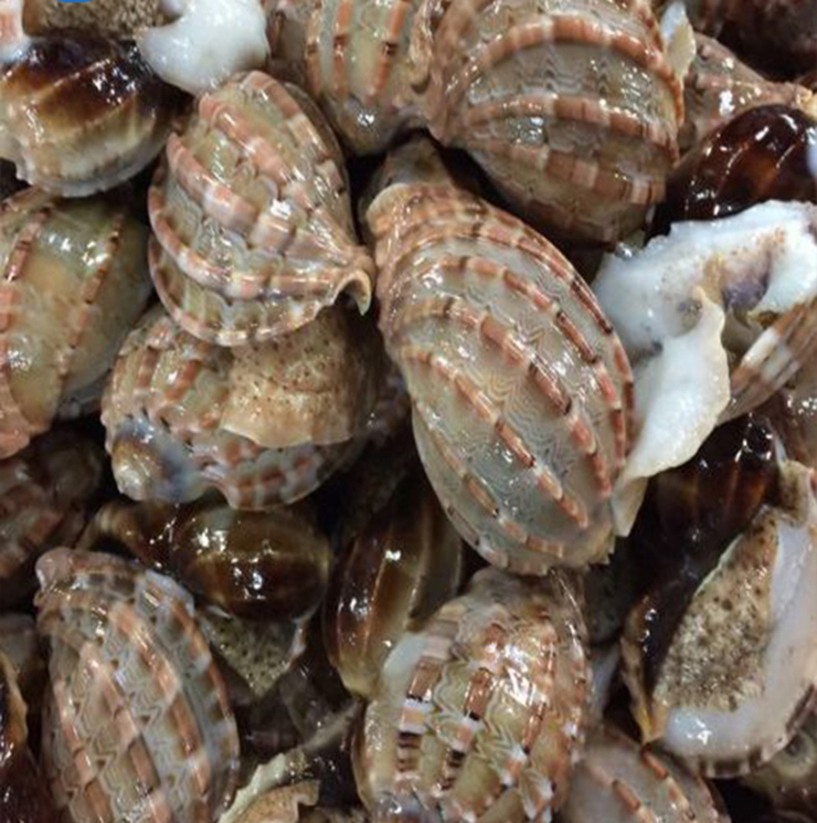 Loài hải sản ở Việt Nam khan hiếm, ít người biết tới, là đặc sản đắt khách ở thành phố-6