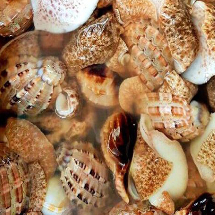 Loài hải sản ở Việt Nam khan hiếm, ít người biết tới, là đặc sản đắt khách ở thành phố-8