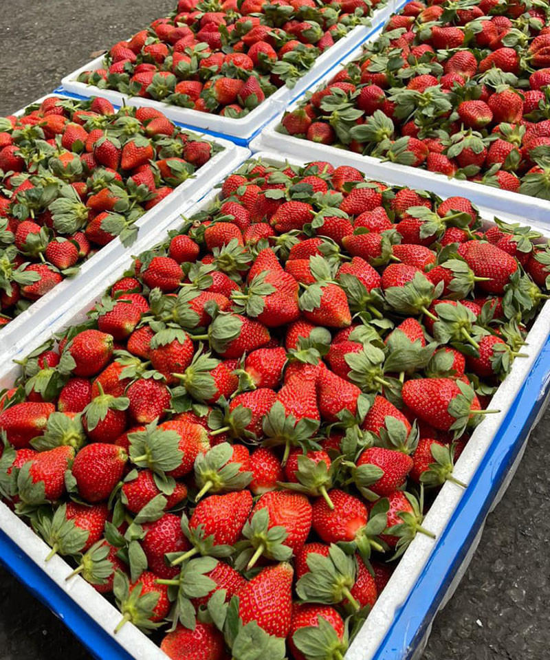 Dâu tây Trung Quốc đổ bộ chợ, giá rẻ khó tin-1