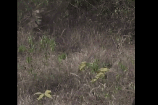 Clip: Bị hổ dữ truy sát, báo hoa mai hoảng sợ leo lên cây lánh nạn-1