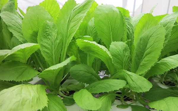 Loại rau giá rẻ có thể ngừa ung thư, chống lão hóa nhưng ăn nhiều quá dễ sỏi thận-1