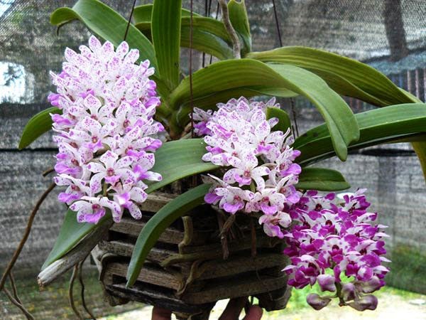 Hoa lan vàng vọt dùng ngay loại gia vị thần kỳ này tưới cây: Hoa tuôn như suối, mơn mởn suốt năm-2